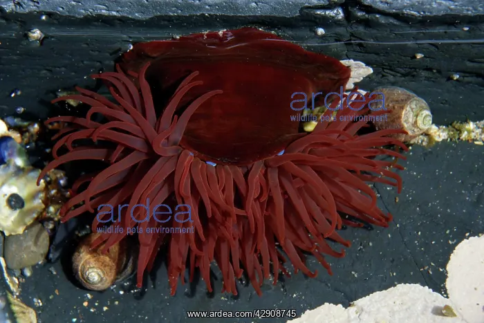 : Beadlet Anemone - in rock pool on sea shore : Beadlet Anemone - in rock pool on sea shore