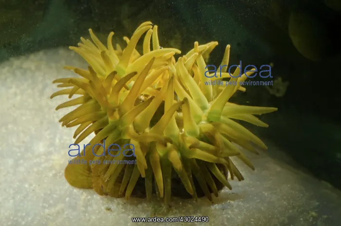  : Beadlet Anenome