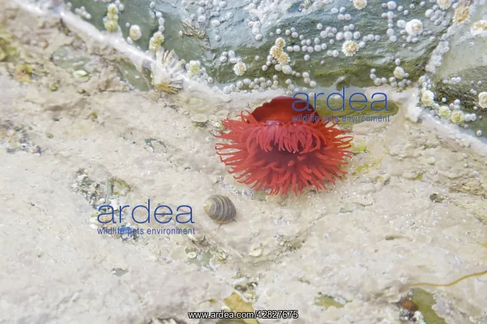 : Beadlet Anenome in rock pool at low tide : Beadlet Anenome in rock pool at low tide