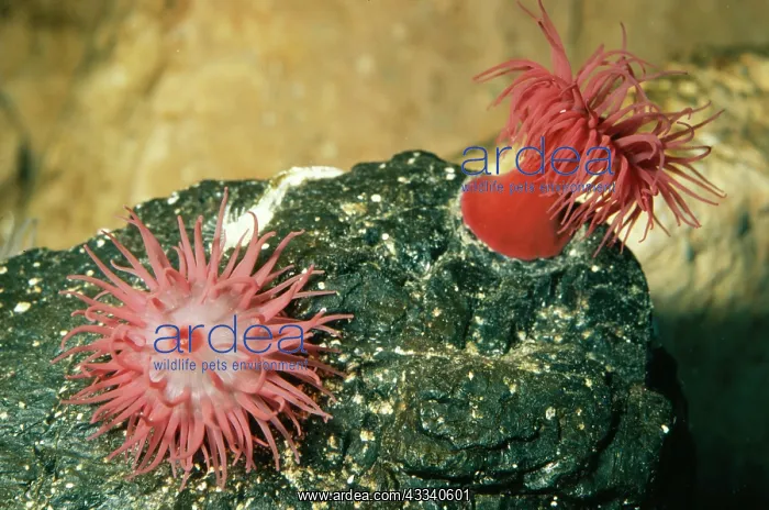 : BEADLET SEA ANEMONE : BEADLET SEA ANEMONE