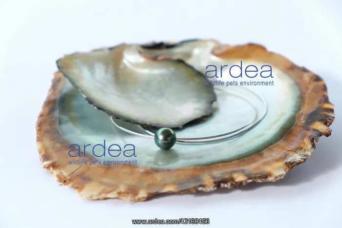 : The beads called Tahitian black pearls is an AOC : The beads called Tahitian black pearls is an AOC