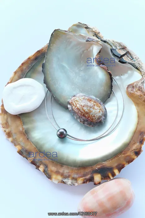 : The beads called Tahitian black pearls is an AOC : The beads called Tahitian black pearls is an AOC