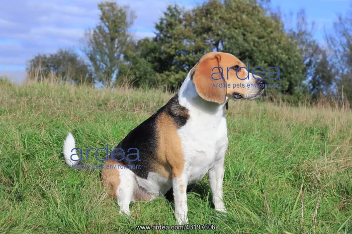: Beagle, 3 years, sitting in the meadow, North Rhine-Westphal : Beagle, 3 years, sitting in the meadow, North Rhine-Westphal