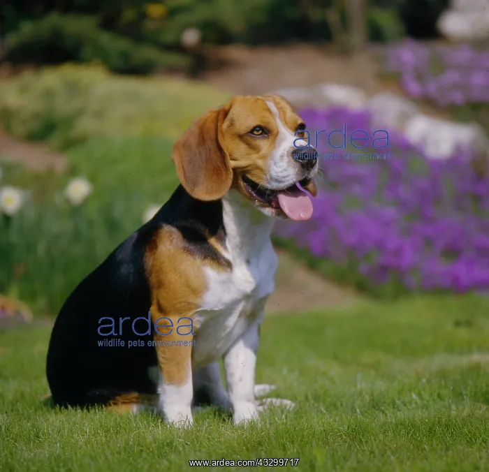 : Beagle : Beagle