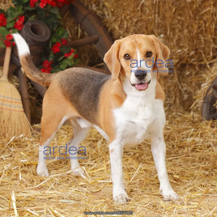 : Beagle : Beagle