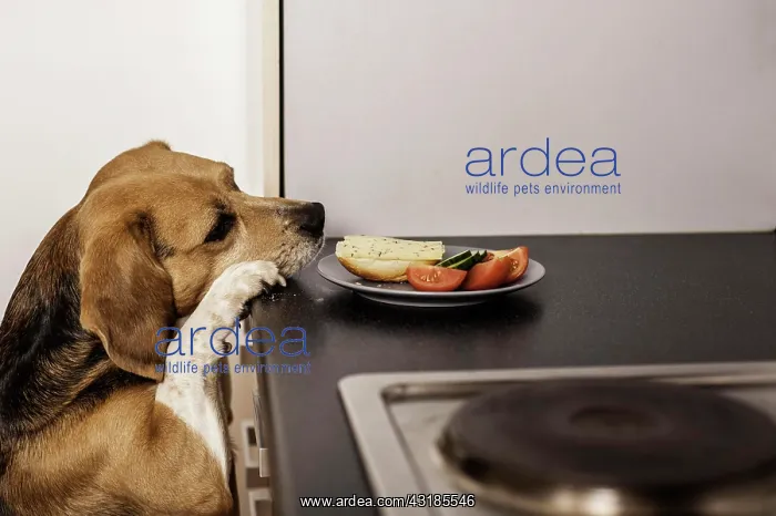 : Beagle begging for food in the kitchen : Beagle begging for food in the kitchen