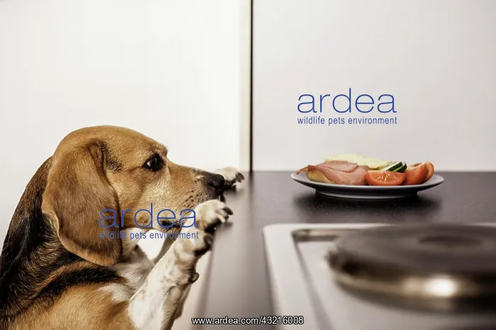: Beagle begging for food in the kitchen : Beagle begging for food in the kitchen