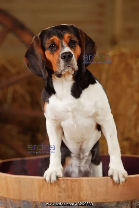 : Beagle, bitch, in a wooden barrel in a barn : Beagle, bitch, in a wooden barrel in a barn