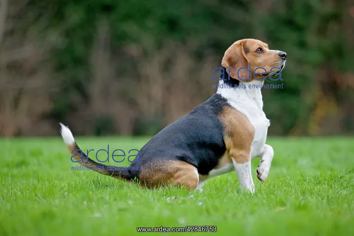  : Beagle dog