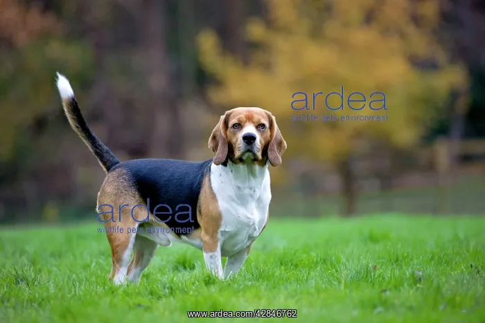  : Beagle dog