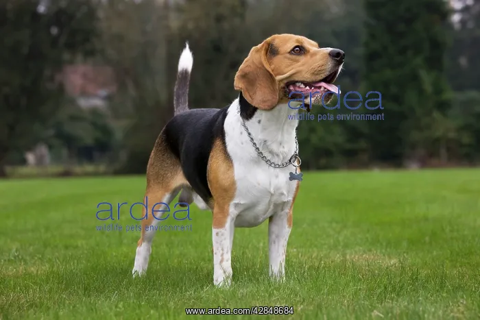  : Beagle dog