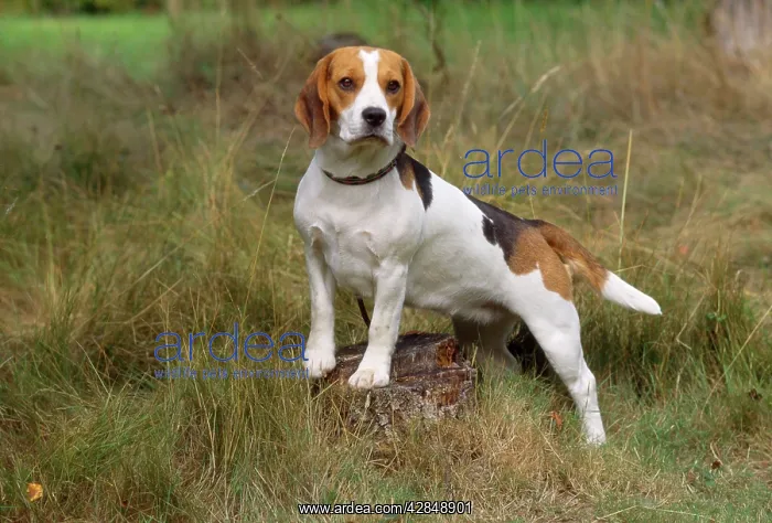  : Beagle Dog