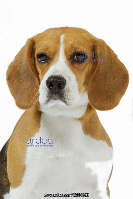  : Beagle Dog