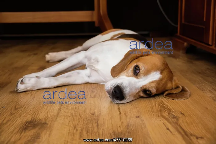 : Beagle Dog Adult lying on wooden floor at home. Dog theme : Beagle Dog Adult lying on wooden floor at home. Dog theme