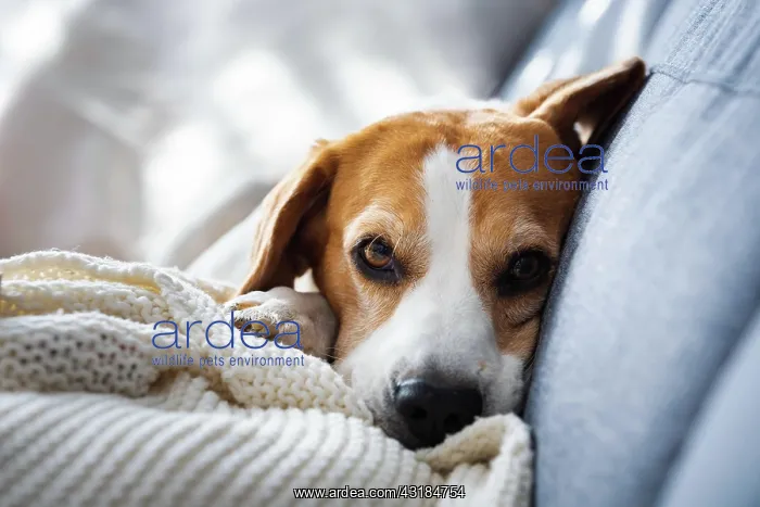 : Beagle dog on couch Portrait. Canine backdround : Beagle dog on couch Portrait. Canine backdround