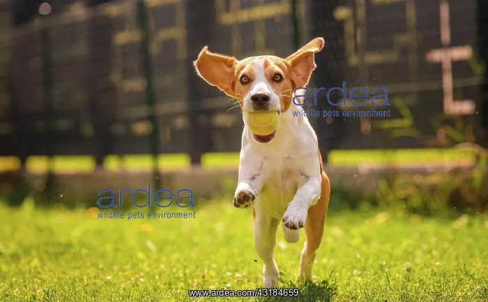 : Beagle dog fun in backyard, outdoors run with ball : Beagle dog fun in backyard, outdoors run with ball