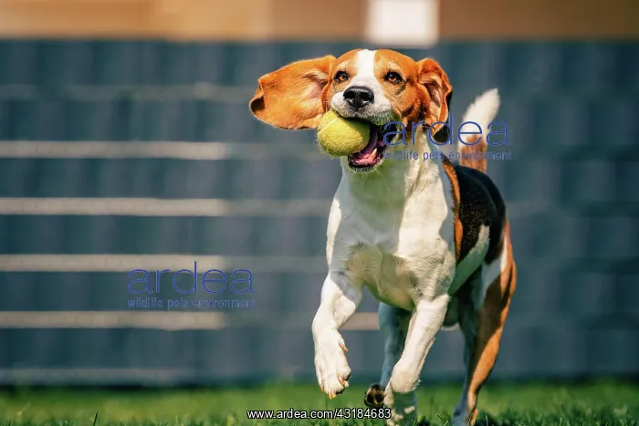  : Beagle dog fun in backyard, outdoors run with ball