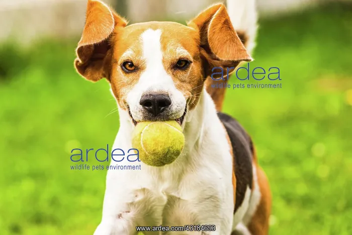  : Beagle dog fun in backyard, outdoors run with ball