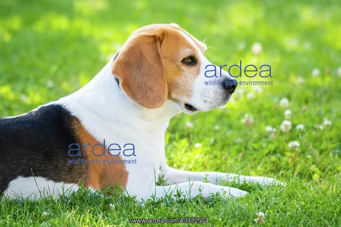 : Beagle dog fun in garden outdoors lying on grass : Beagle dog fun in garden outdoors lying on grass