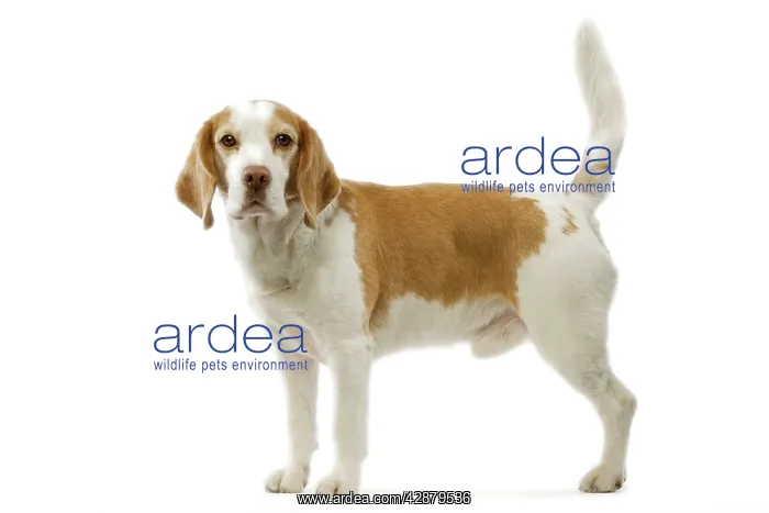  : Beagle dog - male standing side view