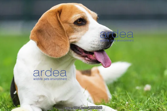  : Beagle dog outdoors portrait with tongue out, canine theme