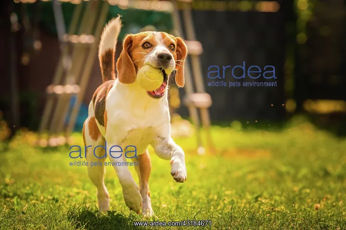 : Beagle dog outside fetching a ball. Agile dog training : Beagle dog outside fetching a ball. Agile dog training