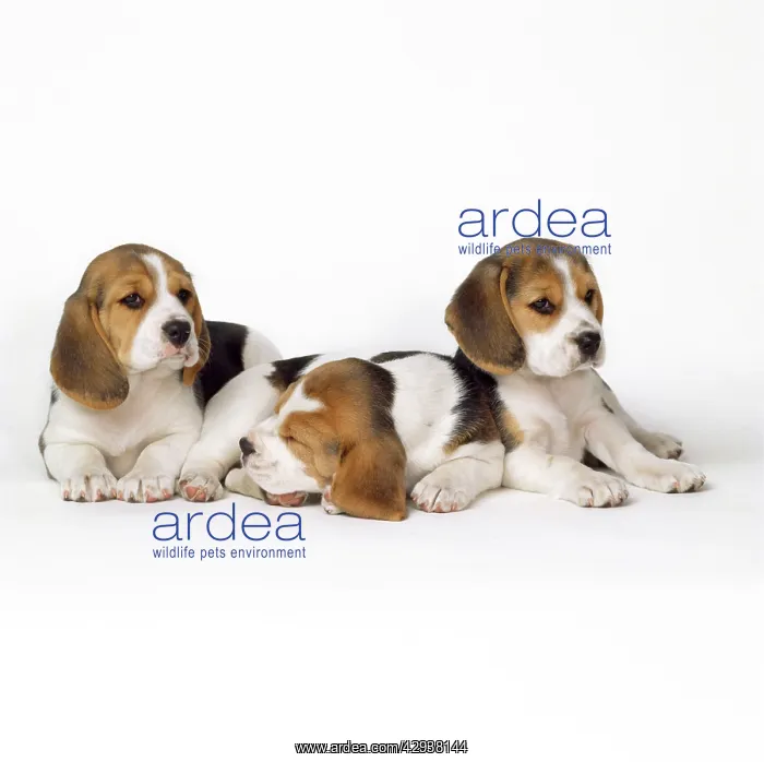  : Beagle Dog - puppies