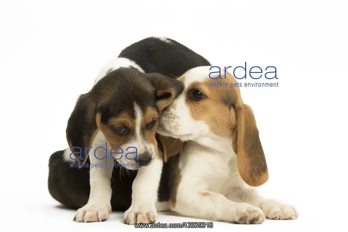 : Two Beagle Dog puppies : Two Beagle Dog puppies