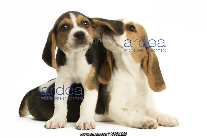 : Two Beagle Dog puppies : Two Beagle Dog puppies
