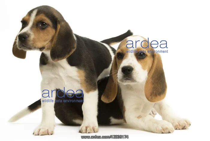 : Two Beagle Dog puppies