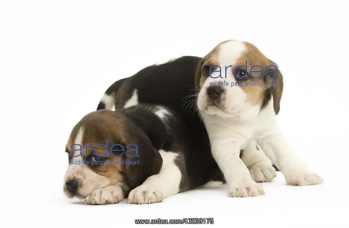  : Two Beagle Dog puppies