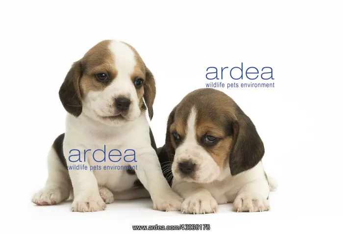  : Two Beagle Dog puppies