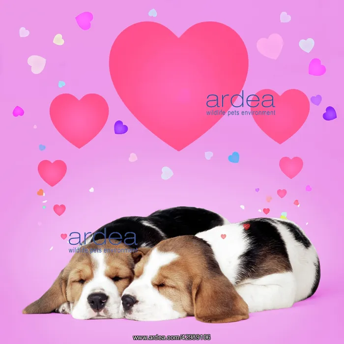 : Beagle Dog - Puppies asleep dreaming - valentine hearts : Beagle Dog - Puppies asleep dreaming - valentine hearts