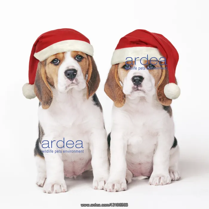 : Beagle Dog, two puppies with Christmas hats : Beagle Dog, two puppies with Christmas hats