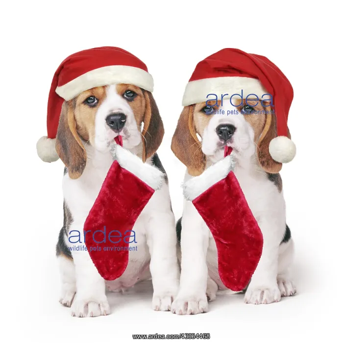 : Beagle Dog, two puppies with Christmas hats and stockings : Beagle Dog, two puppies with Christmas hats and stockings