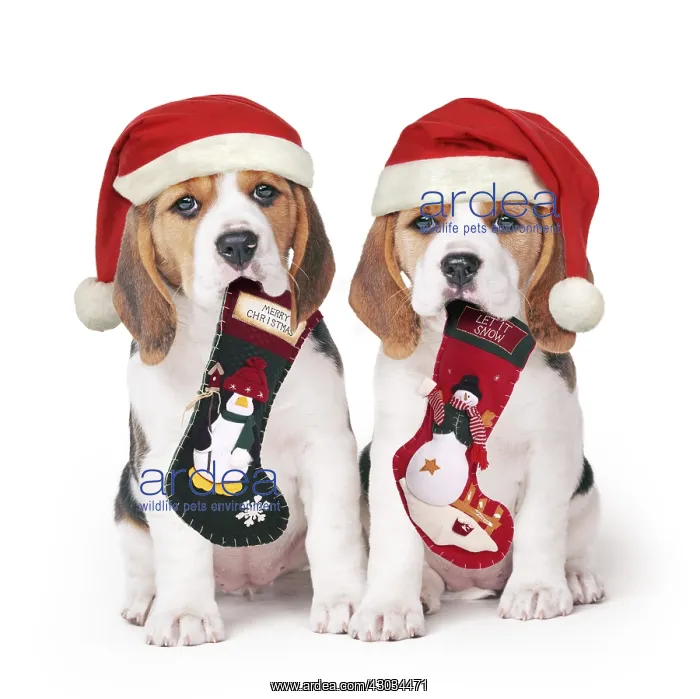 : Beagle Dog, two puppies with Christmas hats and stockings : Beagle Dog, two puppies with Christmas hats and stockings