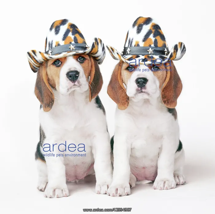 : Beagle Dog, two puppies wearing cowboy hats : Beagle Dog, two puppies wearing cowboy hats