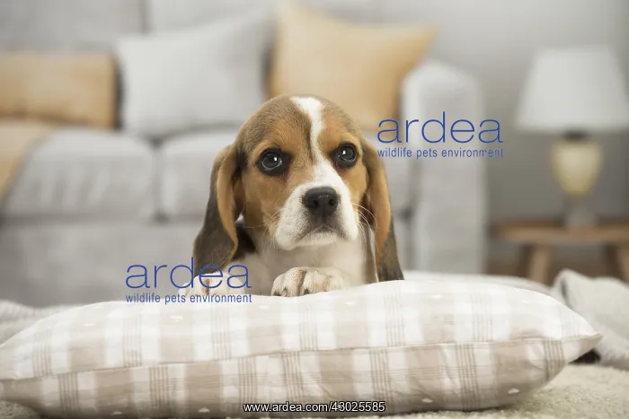  : Beagle Dog, puppy