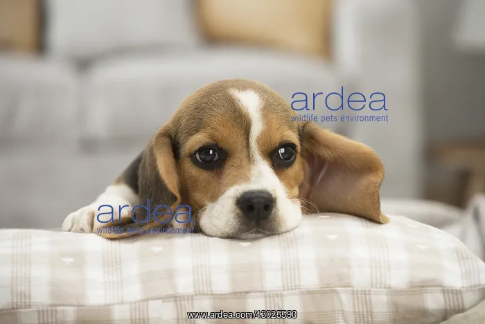  : Beagle Dog, puppy