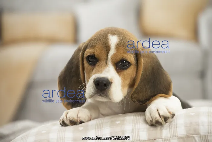  : Beagle Dog, puppy