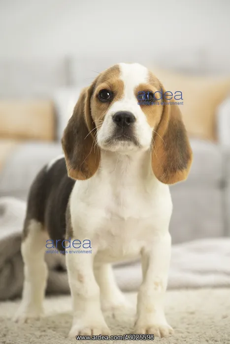  : Beagle Dog, puppy