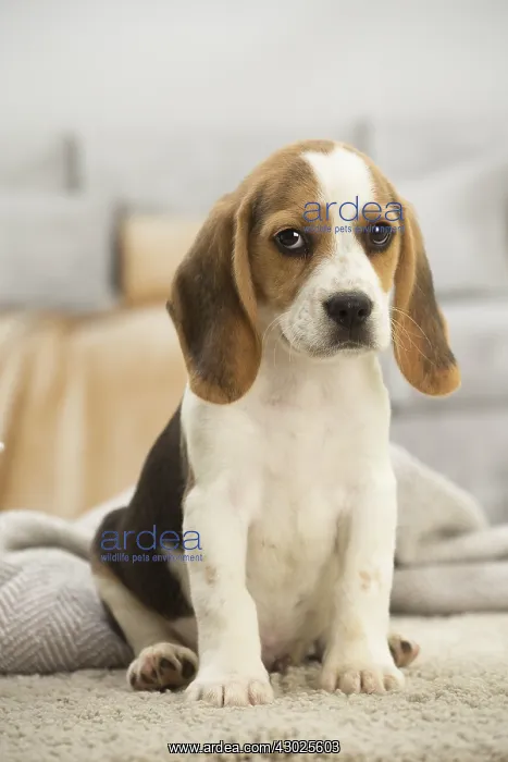  : Beagle Dog, puppy