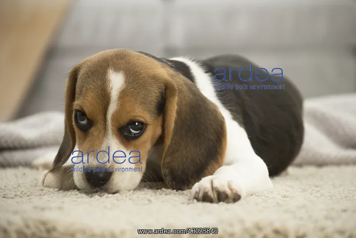  : Beagle Dog, puppy