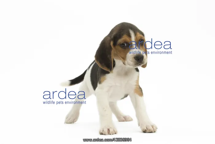  : Beagle Dog, puppy