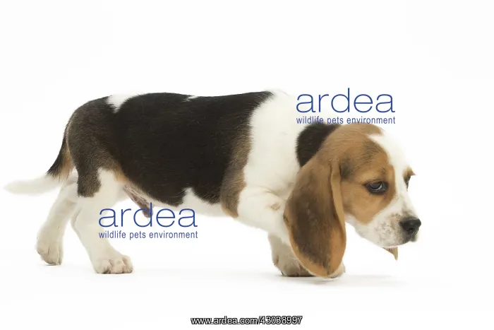  : Beagle Dog, puppy