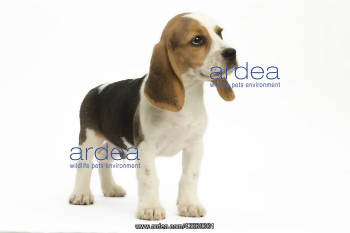 : Beagle Dog, puppy