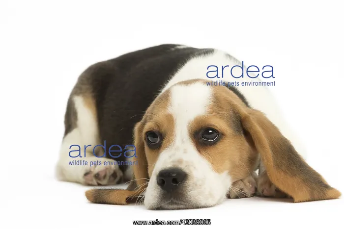 : Beagle Dog, puppy