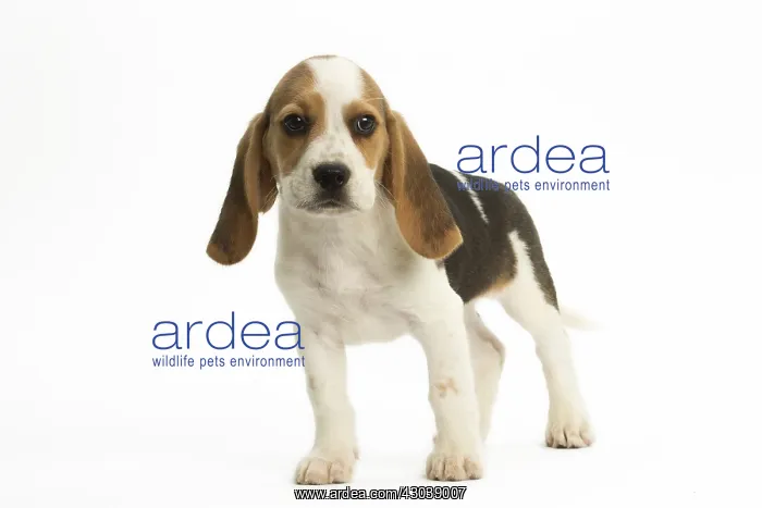  : Beagle Dog, puppy