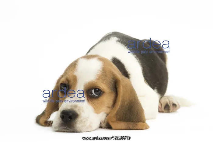  : Beagle Dog, puppy