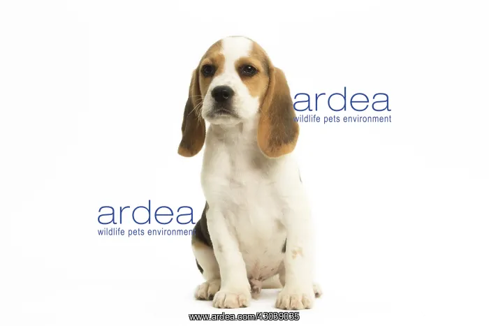  : Beagle Dog, puppy